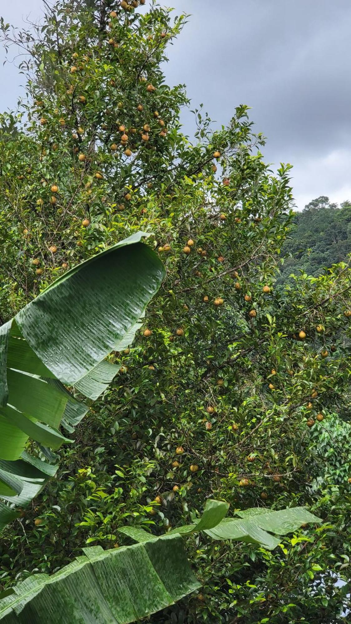 Green Cradle Munnar Buitenkant foto